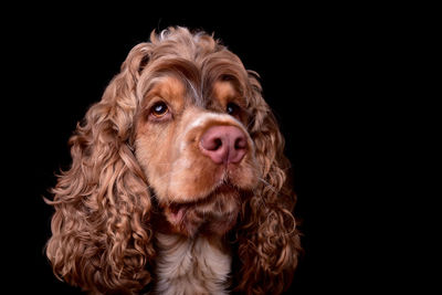 Close-up of dog against black background