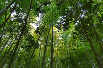 Low angle view of forest trees against sky