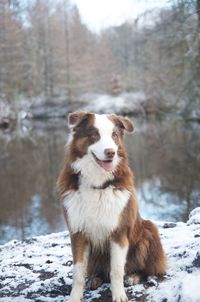 Portrait of a dog on snow