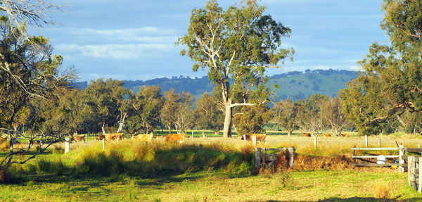 Scenic view of field at farm on sunny day