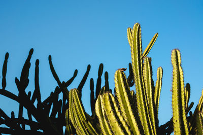 Low angle view of succulent plant against clear blue sky