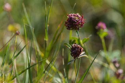 plant