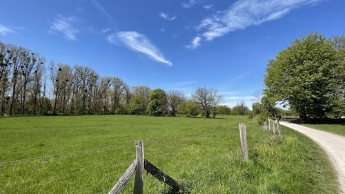 Trees on field against sky