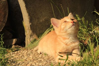 Cat sitting in a field