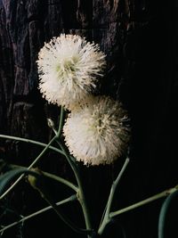 Close-up of white dandelion