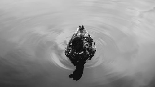 High angle view of turtle swimming in lake