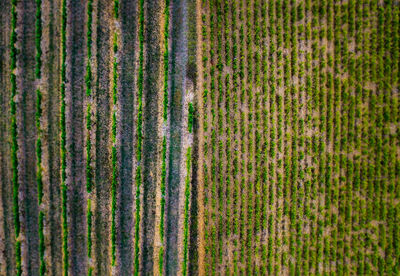 Full frame shot of plants growing on field