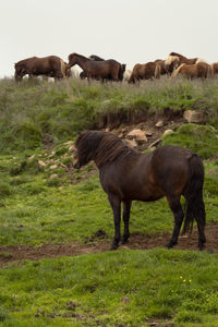 Horses herd on pasture landscape photo