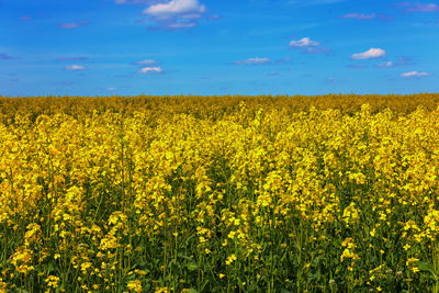 Blooming canola field and blue sky with white clouds