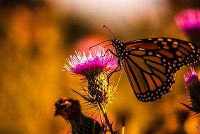 Close-up of butterfly pollinating flower