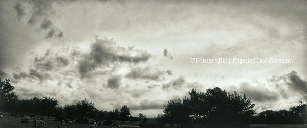 Trees against cloudy sky