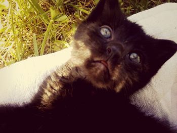 Portrait of cat