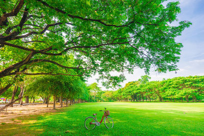 Trees in park