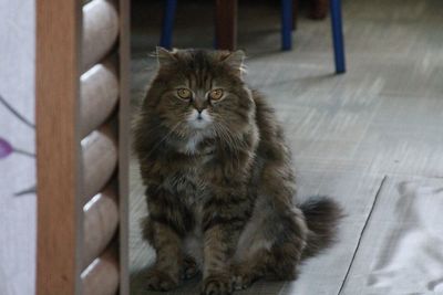 Portrait of cat sitting on floor