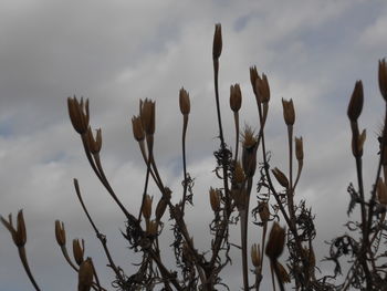 Low angle view of plants against sky