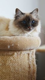 Close-up portrait of a cat looking away