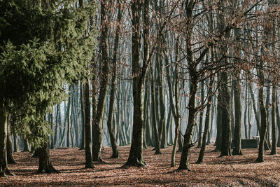 Trees in forest