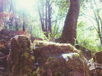 Sun shining through trees