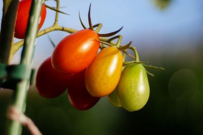 Close-up of tomatoes