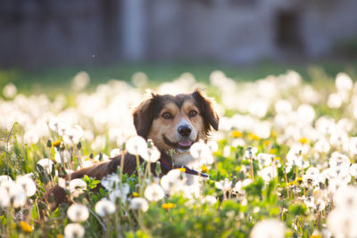 Portrait of a dog looking away