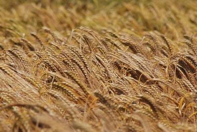 Close-up of wheat growing on field