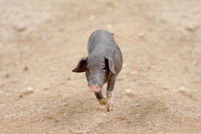 Piglet walking on field
