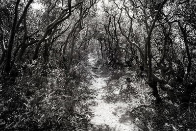 Trees in forest