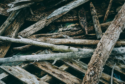 Low angle view of tree trunks in forest