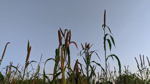 Low angle view of crops growing on field against clear sky