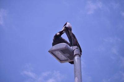 Low angle view of a brown pelican  on wood against sky