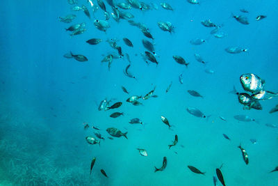 Fish swimming in sea