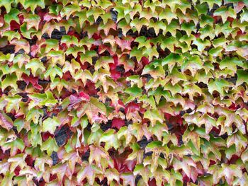 Full frame shot of autumn leaves