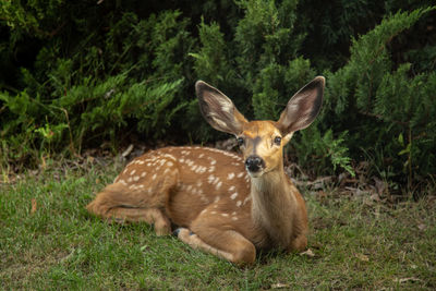 Deer in a field