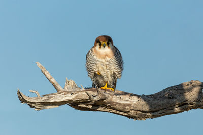 Low angle view of owl perching on branch