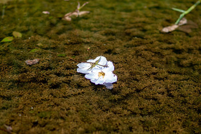 nature