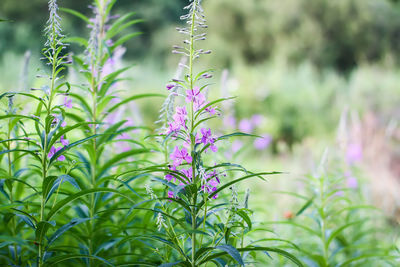 Blooming sally medical plant. epilobium species, fireweed, great willowherb, rosebay willow herb