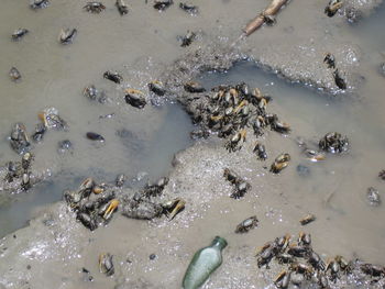 High angle view of fishes swimming in water