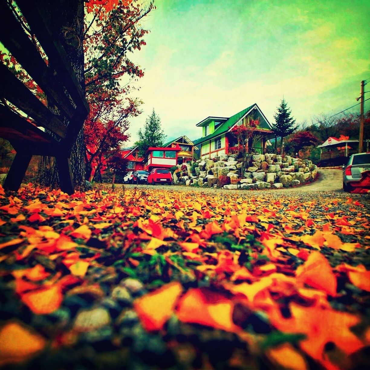 tree, sky, autumn, park - man made space, incidental people, leaf, outdoors, selective focus, built structure, multi colored, nature, change, surface level, day, street, in a row, growth, large group of objects, cloud - sky, orange color