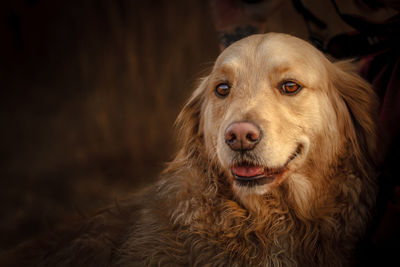 Close-up portrait of a dog