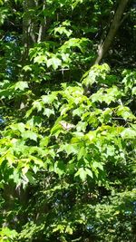 Low angle view of trees