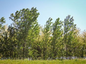 Trees growing on field against sky