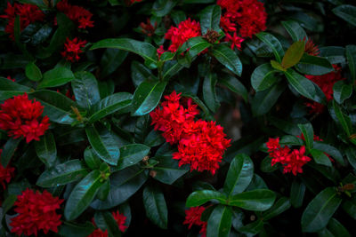 High angle view of red flowering plants in park