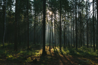 Sunlight streaming through trees in forest