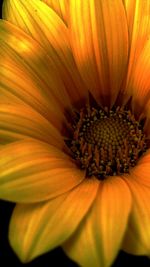 Close-up of yellow flower