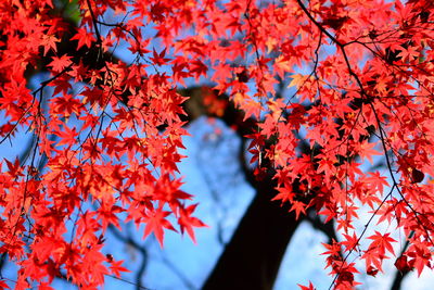 Low angle view of maple leaves on tree