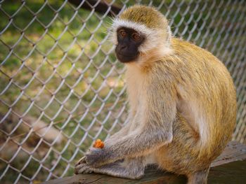 Monkey sitting in cage