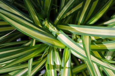 Full frame shot of fresh green leaf