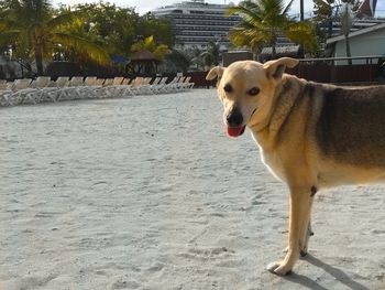 Portrait of dog on sand at beach