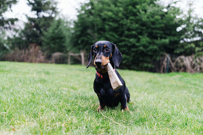 Dog looking away on field