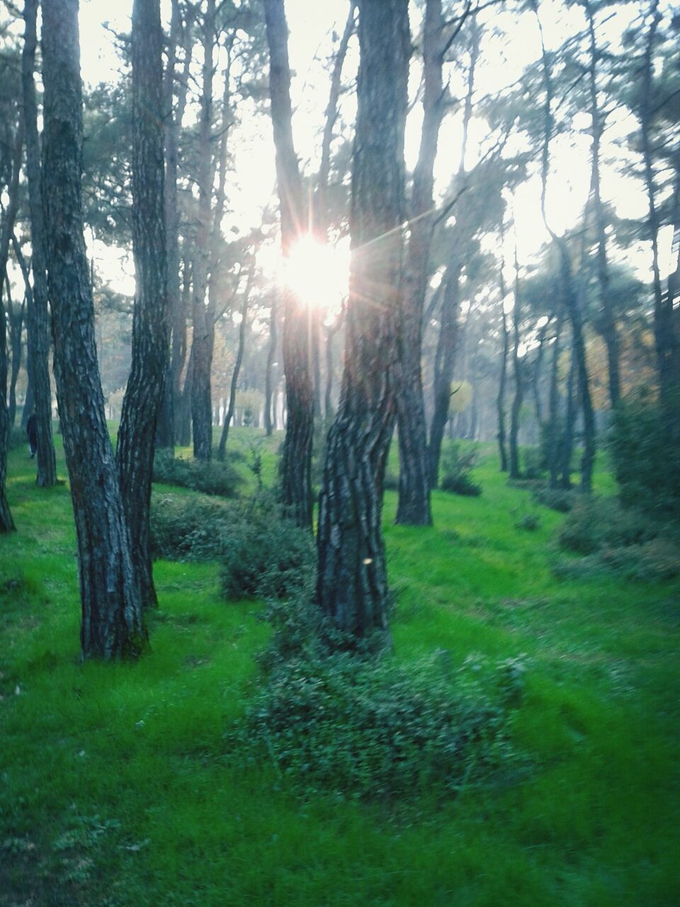 tree, tranquility, sun, tranquil scene, tree trunk, sunlight, sunbeam, growth, grass, nature, beauty in nature, forest, scenics, landscape, green color, lens flare, woodland, non-urban scene, branch, field